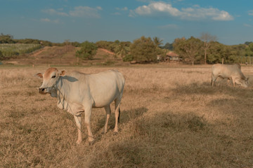 Landscape of grass field with Cambodian milk cow  during Sunset. Cambodia. Banlung. 