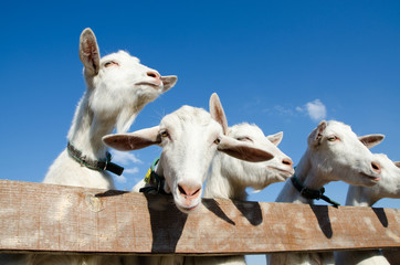 many goats are smiling happy against the blue sky