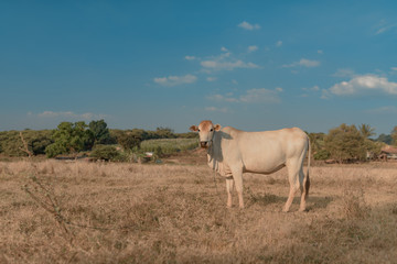 Landscape of grass field with Cambodian milk cow  during Sunset. Cambodia. Banlung. 