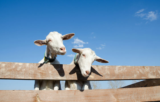 many goats are smiling - Powered by Adobe