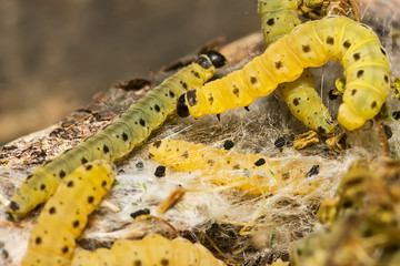 Sawfly Larvae in nature