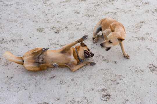 Couple of  island dogs heaving fun together at the beach.  