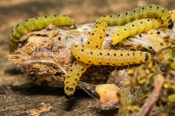 Sawfly Larvae in nature