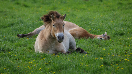 Obraz na płótnie Canvas Przewalski horse in field
