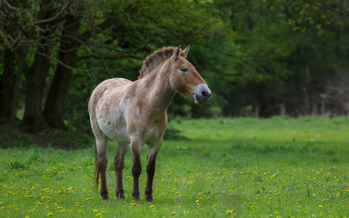 Naklejka na ściany i meble Przewalski horse in field