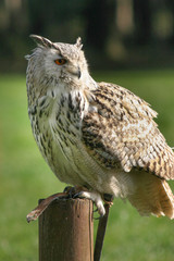 Eule