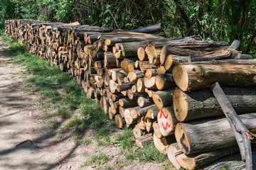 Fototapeta premium Pile of wood in the forest