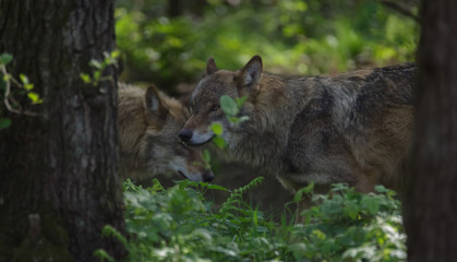 Obraz premium Wolves in forest Europe Germany