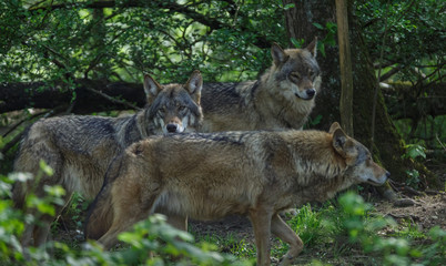 Wolves in forest Europe Germany