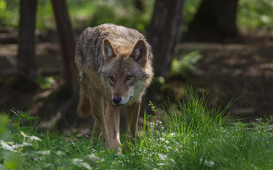 Wolves in forest Europe Germany