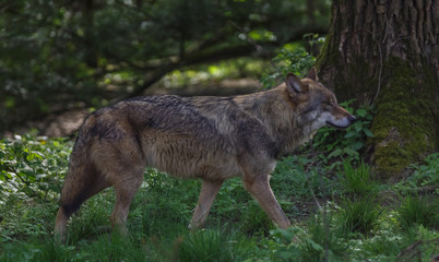 Fototapeta premium Wolves in forest Europe Germany