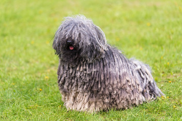 Gray hungarian puli dog in the park
