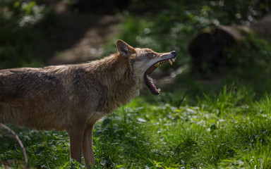 Naklejka na ściany i meble Wolves in forest Europe Germany