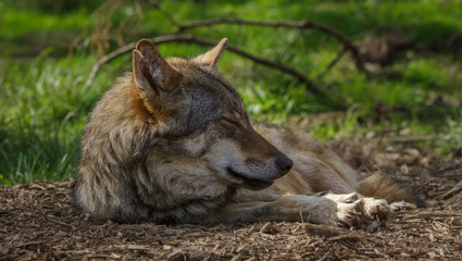 Obraz premium Wolves in forest Europe Germany