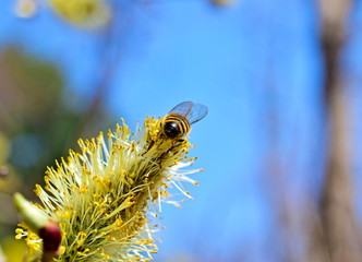 Bee diligently collects pollen from flowers. Closeup. Copy space.