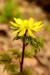 Bright yellow forest flower close up.
