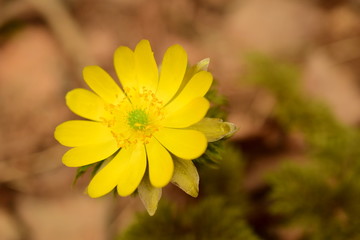 Sunny Adonis flower close up
