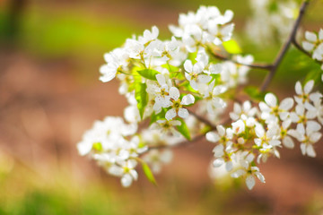 Cherry blossoms over blurred nature background