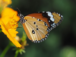 Orange butterfly on yellow flowers, background blurred