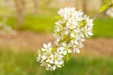 Cherry blossoms over blurred nature background