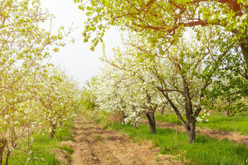 Cherry blossoms over blurred nature background