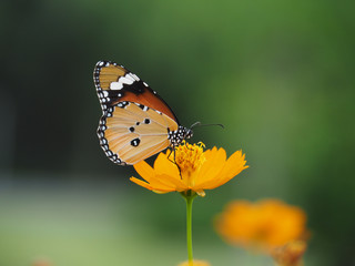 Orange butterfly on yellow flowers, background blurred