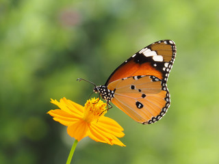 Obraz na płótnie Canvas Orange butterfly on yellow flowers, background blurred