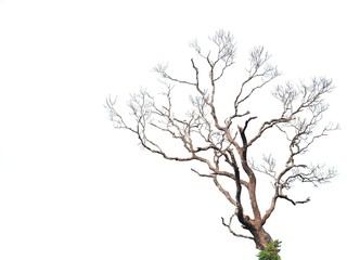 Dry tree on white background