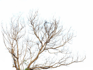 Dry tree on white background