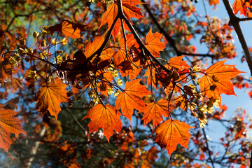 Red maple leaves against the blue sky