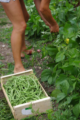 agriculture - récolte de haricots