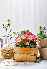 Spring flower primula in wicker basket on wooden board