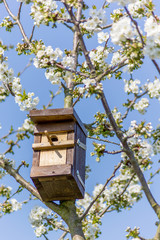 homemade bird house in a cherry tree
