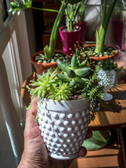 Composition of a rare succulent plants in an interior in a modern pot. Pachyphytum Compactum F. cristata,Sempervivum Rubrum Ray,Sedum album coral carpet