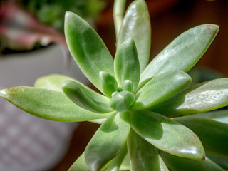 Detail of a rare succulent plant. Graptosedum cv. Francesco Baldi
