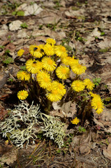 Huflattich; Tussilago farfara; Blueten im Vorfruehling