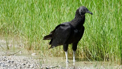 Schwarzer Geier, Rabengeier in Florida