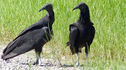 Schwarzer Geier, Rabengeier in Florida