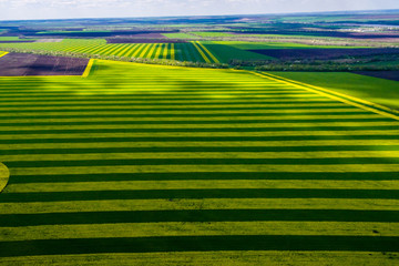 yellow-green field. Aerial view landscape. shooting from a drone 