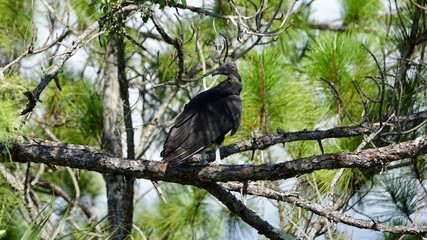 Schwarzer Geier, Rabengeier in Florida