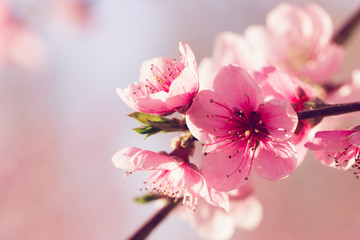 Obraz premium spring tree with pink flowers