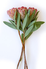 Protea Fynbos