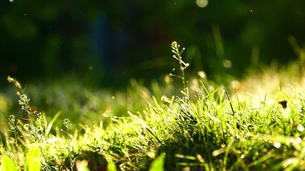 Beautiful grass at sunset. Beautiful nature in the summer. Insects fly over the grass in the rays of the sun. Yellow-green video textures.