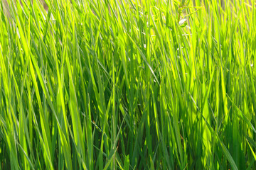spring grass field