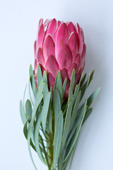 Pink Protea