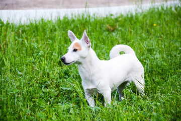 jack russell