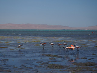fenicotteri rosa nella laguna di paracas 