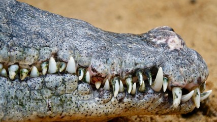 Obraz premium Alligator, Krokodil Nahaufnahmen aus den Everglades in Florida
