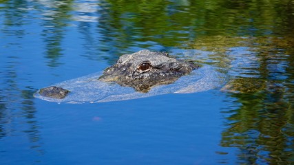 Alligator, Krokodil Nahaufnahmen aus den Everglades in Florida
