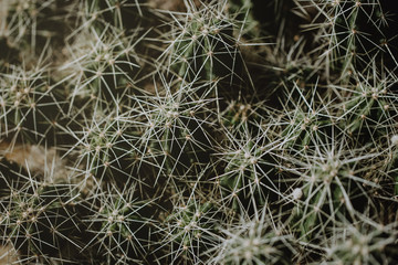 Closeup of green tropical plant. Cactus